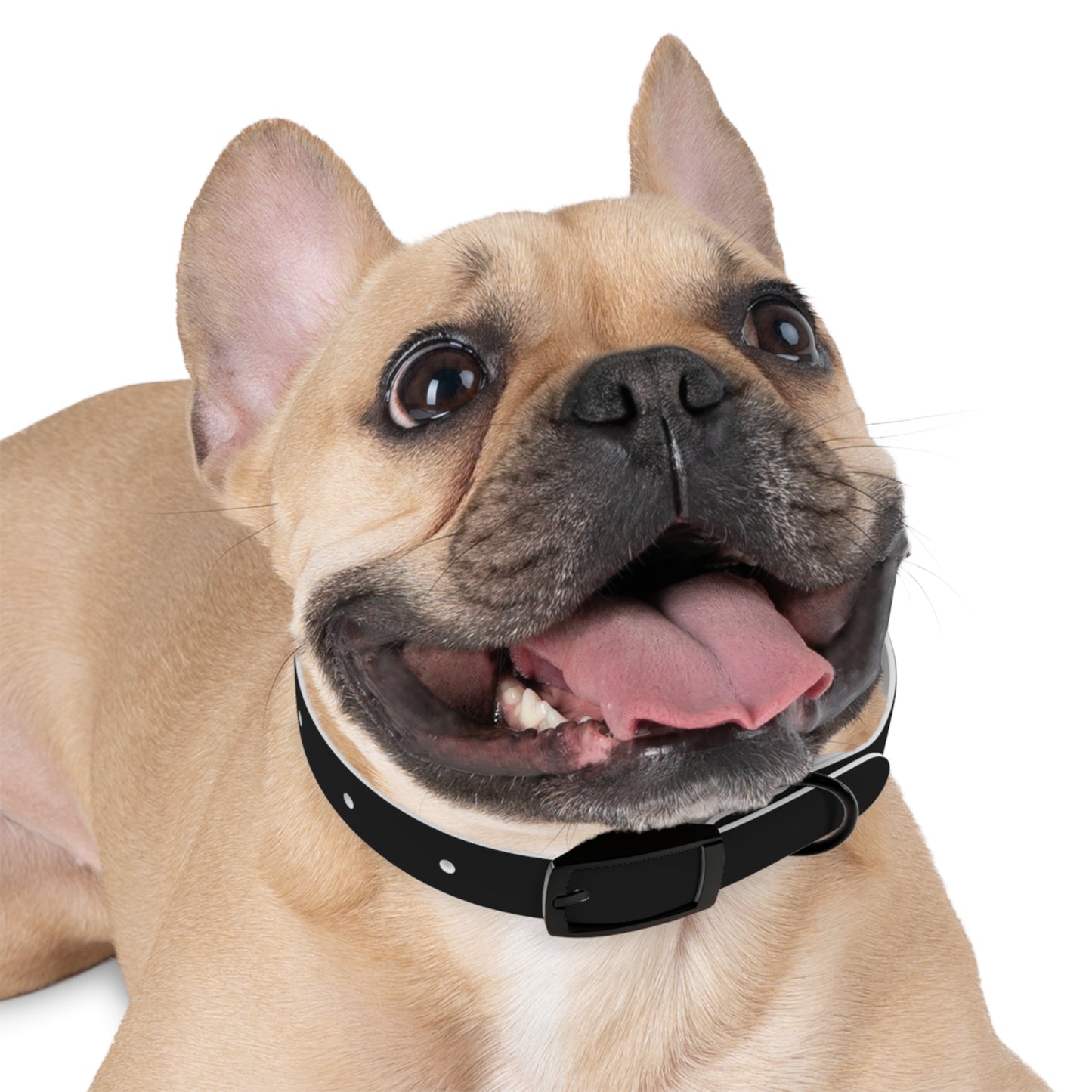 Stylish Adjustable Dog Collar