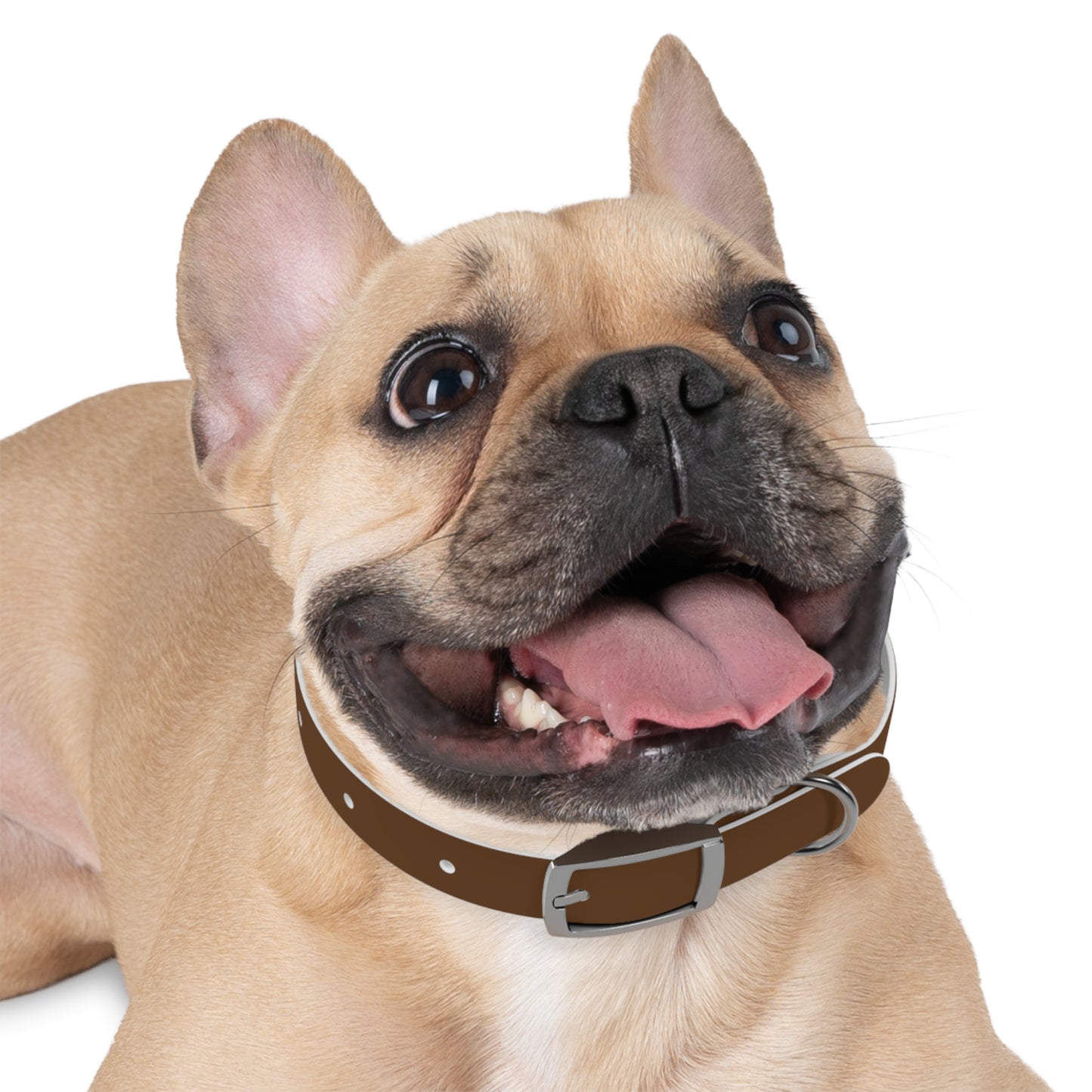 Stylish Dog Collar
