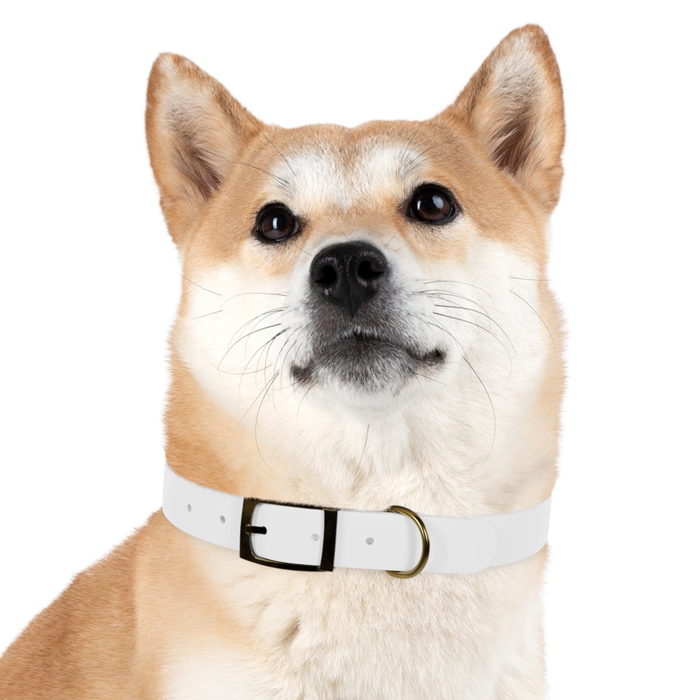 Stylish Dog Collar
