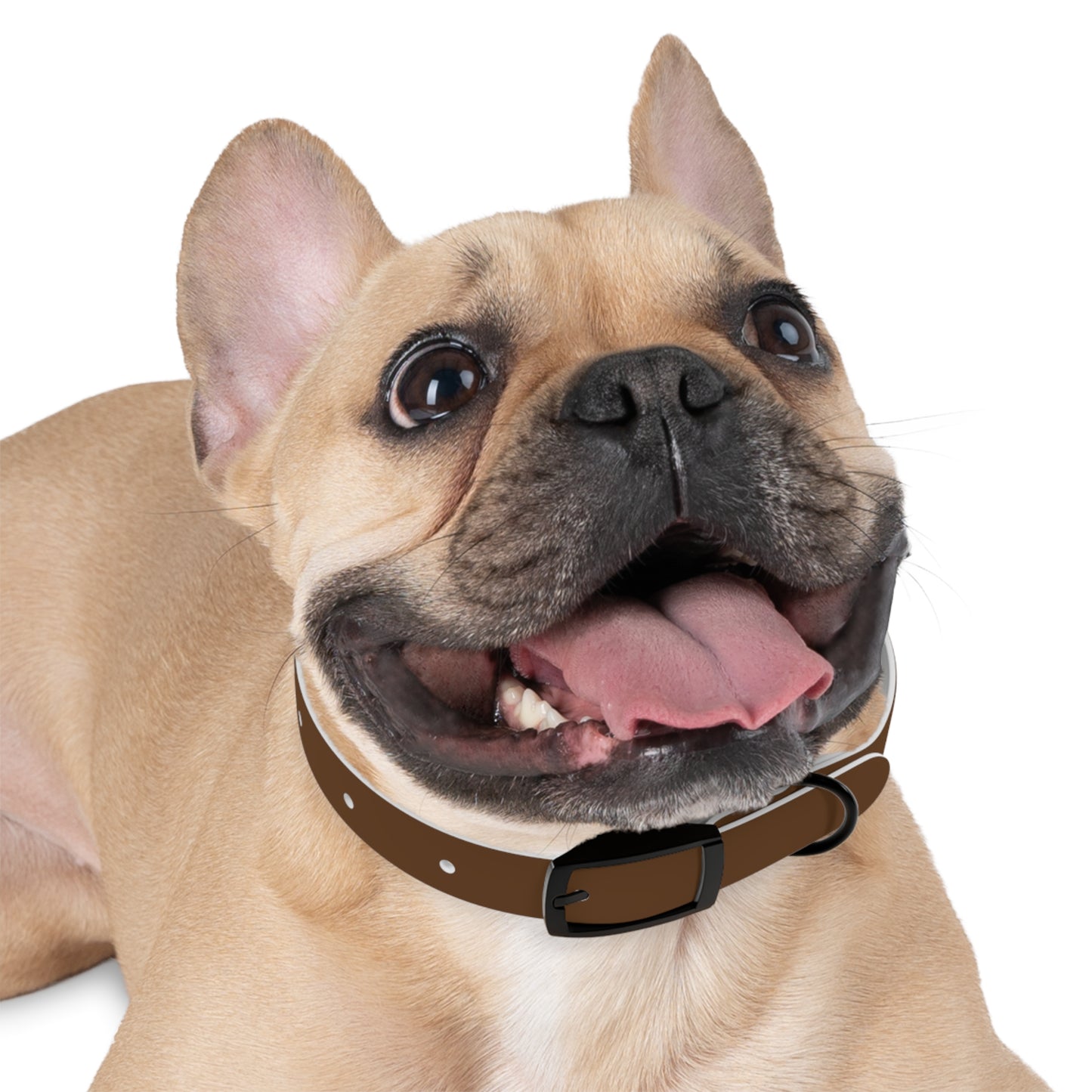 Stylish Dog Collar