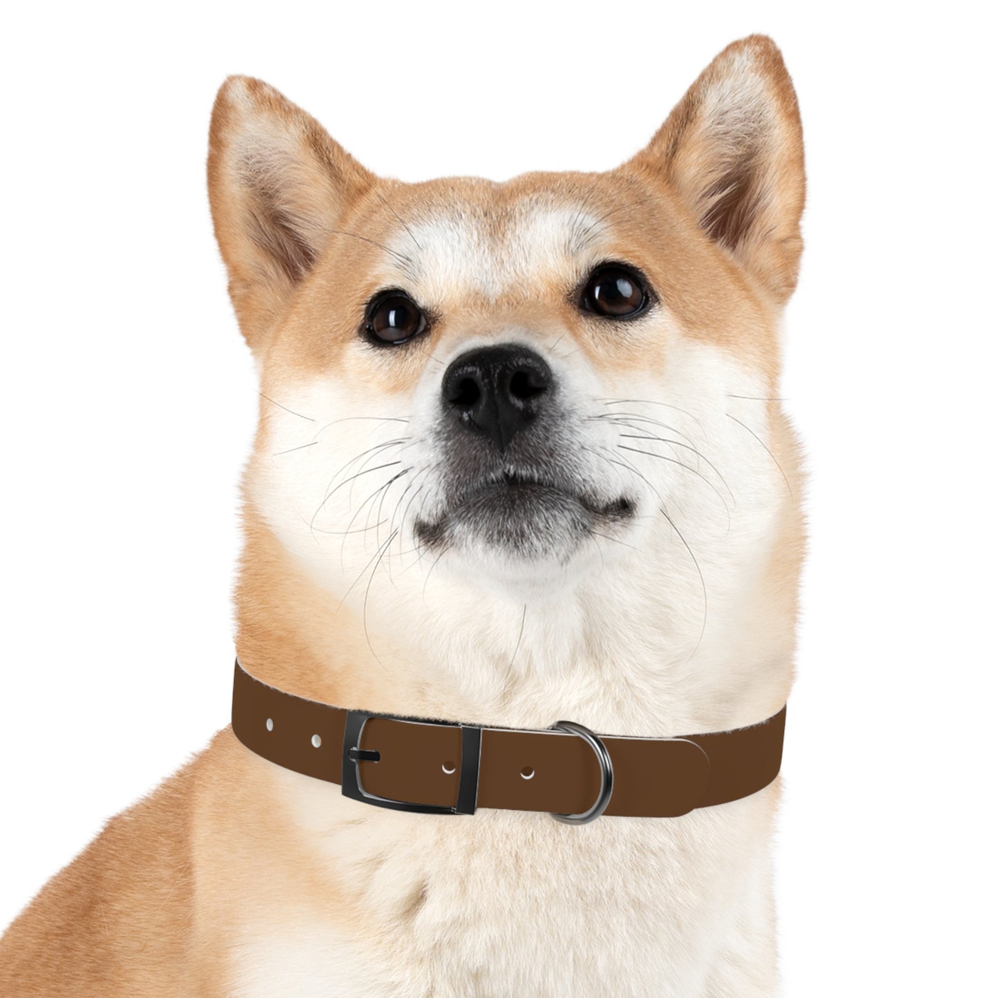 Stylish Dog Collar