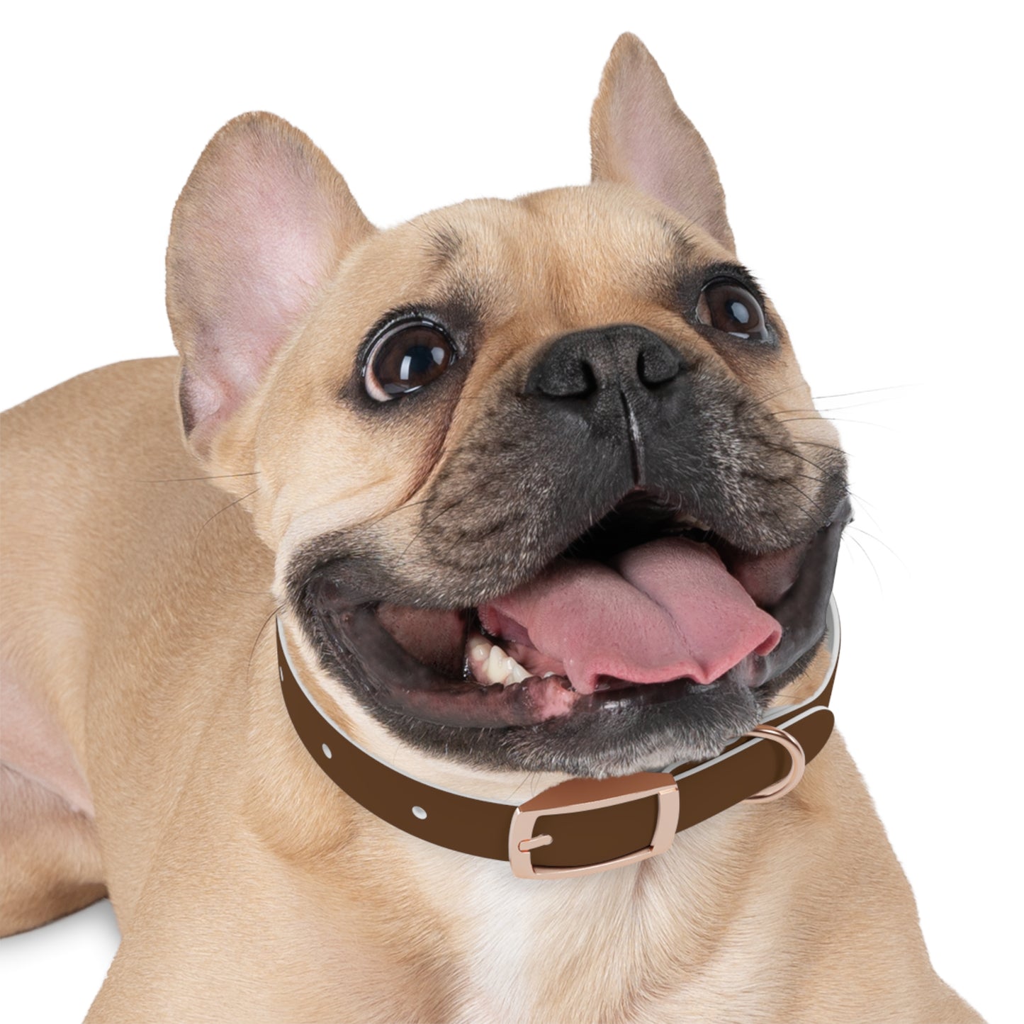 Stylish Dog Collar