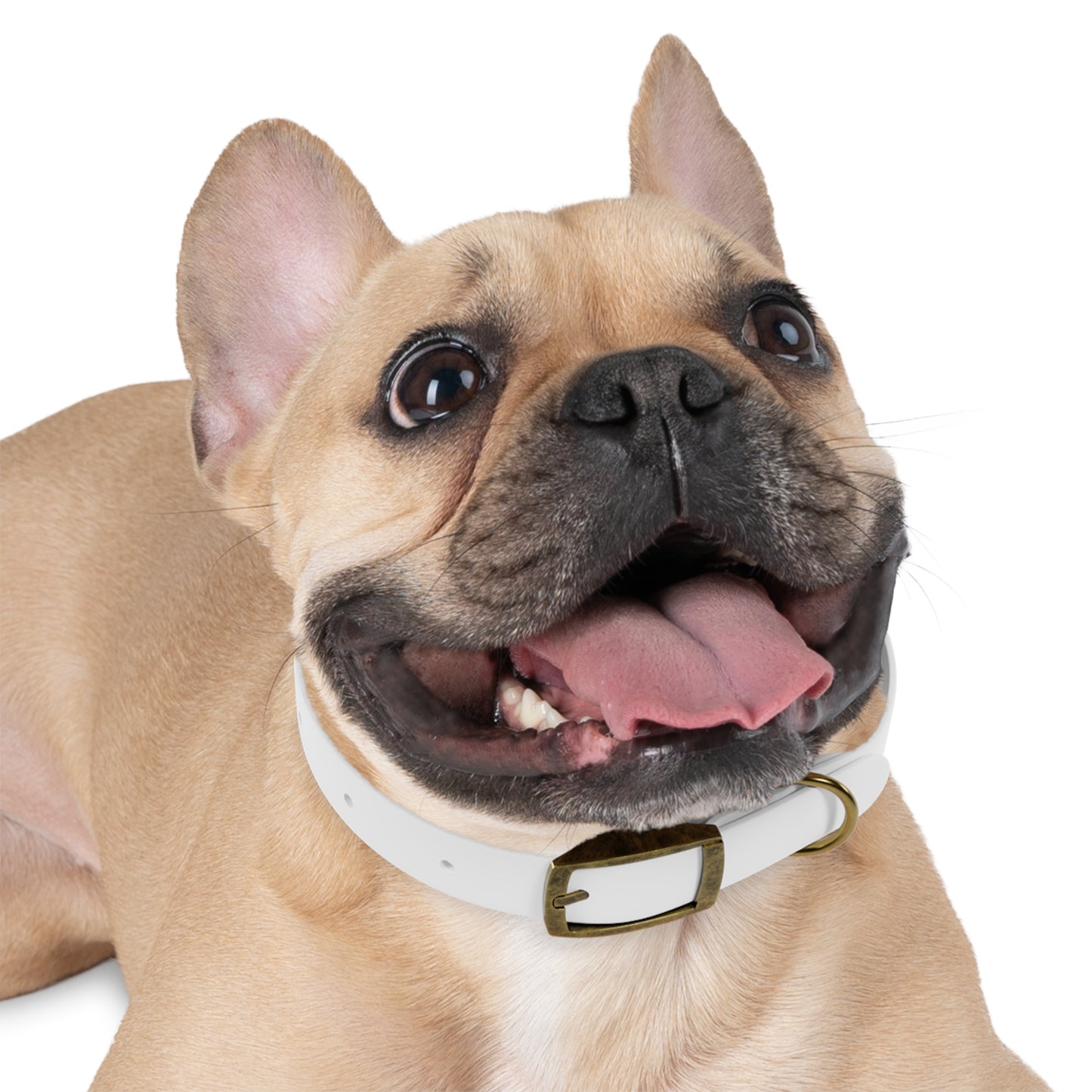 Stylish Dog Collar