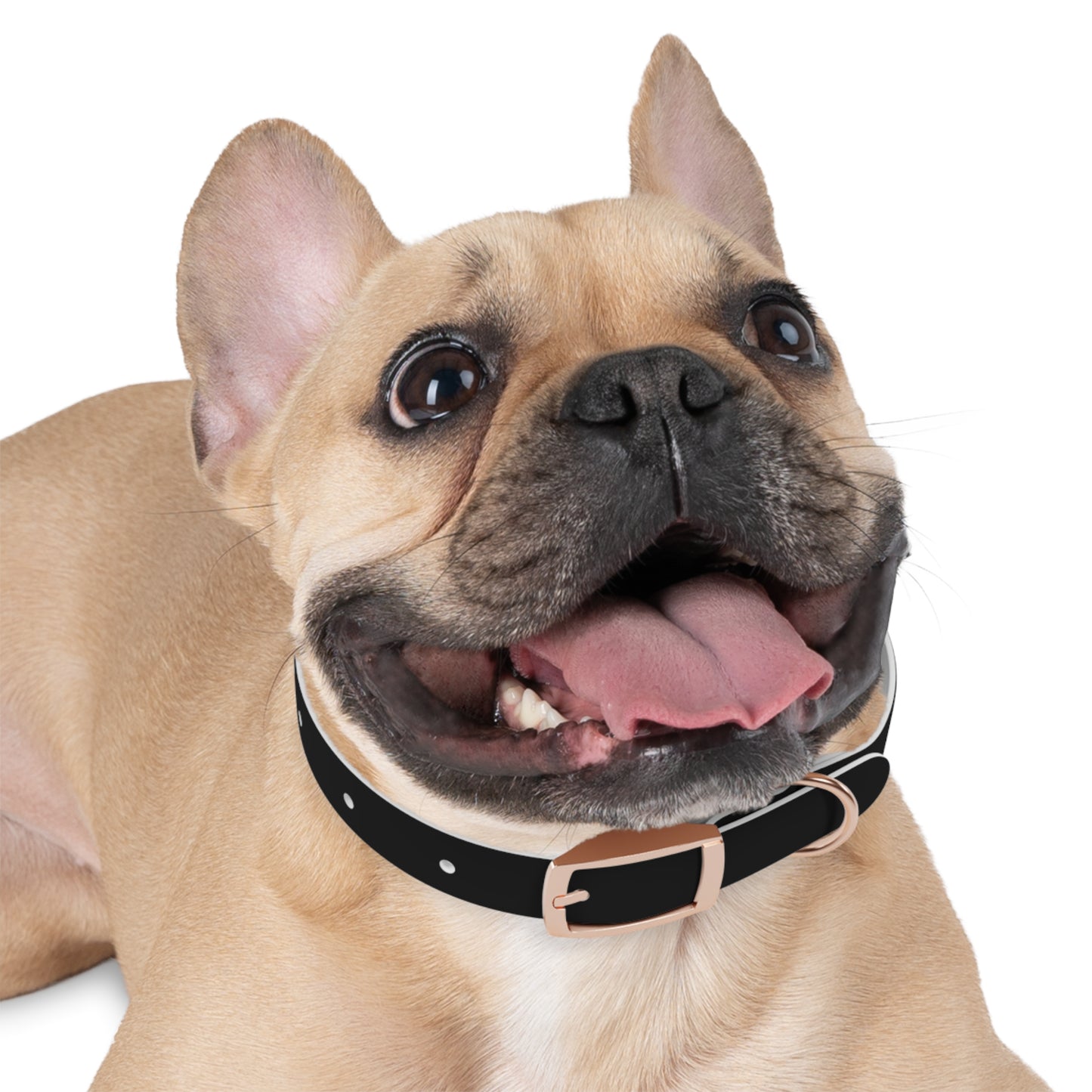 Stylish Adjustable Dog Collar