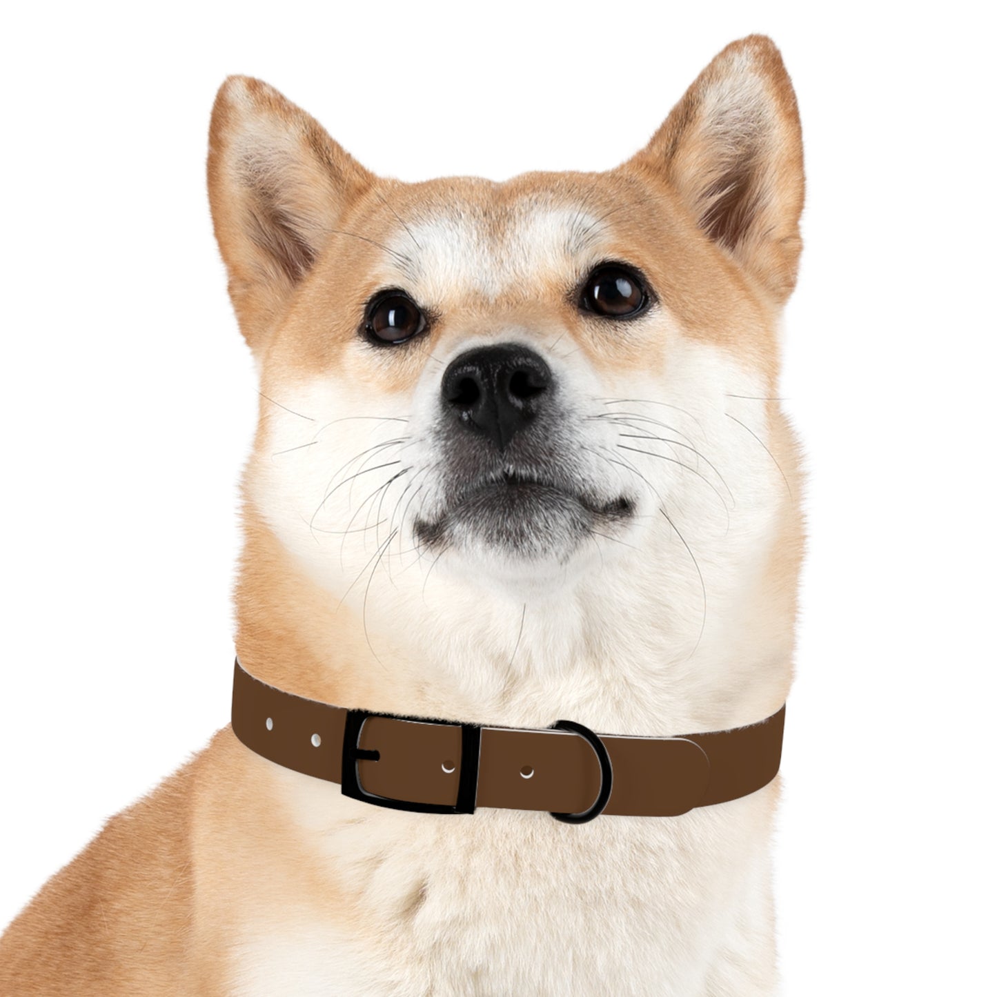 Stylish Dog Collar